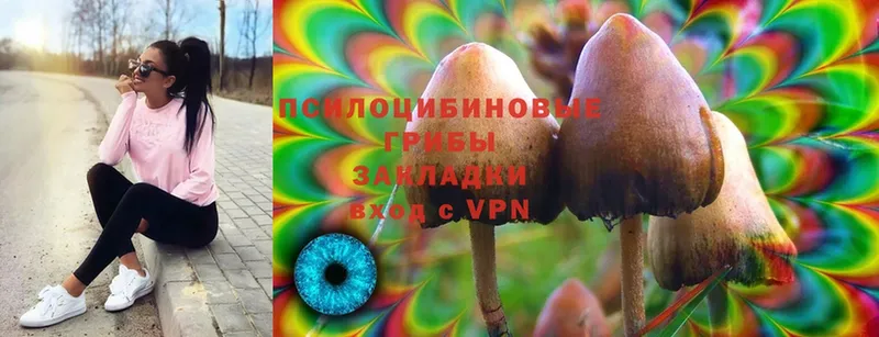 что такое наркотик  Высоковск  Псилоцибиновые грибы Psilocybe 